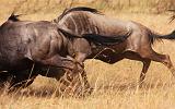 TANZANIA - Serengeti National Park - Lobo - 43